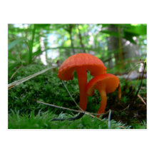 Cute Orange Mushrooms Post Card