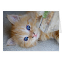 Cute Orange Tabby Cards
