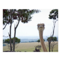 Cute Ostrich Announcement