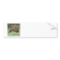 Cute Otter Bumper Stickers