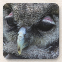 Cute Owl Coaster