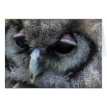 Cute Owl Greeting Card