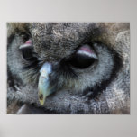 Cute Owl Poster