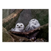 Cute Owls Cards