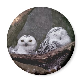 Cute Owls Fridge Magnets