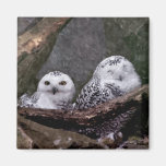 Cute Owls Fridge Magnets