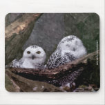 Cute Owls Mouse Pads