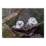 Cute Owls Photo Print