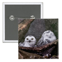 Cute Owls Pins
