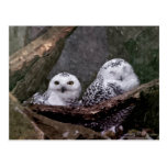 Cute Owls Postcard