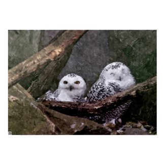 Cute Owls Print