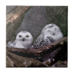 Cute Owls Tile