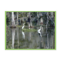 Cute Pair Of Louisiana Herons In Water Near Morgan Post Card