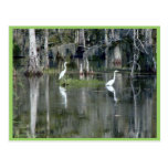 Cute Pair Of Louisiana Herons In Water Near Morgan Post Card