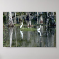 Cute Pair Of Louisiana Herons In Water Near Morgan Poster