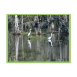 Cute Pair Of Louisiana Herons In Water Near rgan Post Card