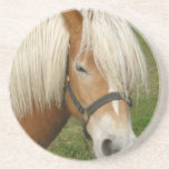 Cute Palomino Pony Coaster
