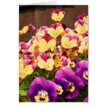 Cute Pansies And Violas Cards