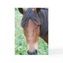Cute Paso Fino Greeting Card