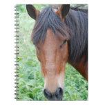 Cute Paso Fino Horse Notebook