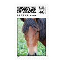 Cute Paso Fino Horse Postage Stamp