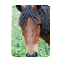 Cute Paso Fino Horse Premium Magnet