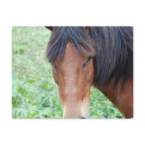 Cute Paso Fino Postcard