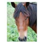 Cute Paso Fino Postcard