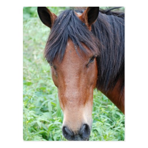 Cute Paso Fino Postcard