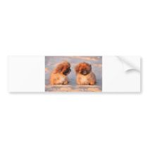 Cute Pekingese Dogs Bumper Stickers