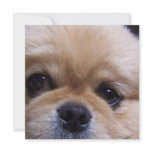 Cute Pekingese Puppy  Invitations