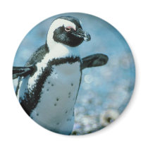 Cute Penguin magnets