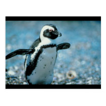 Cute Penguin postcards