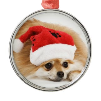 Cute Pet Christmas Ornament ornament