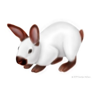 Cute Pet Rabbit Greeting Card card