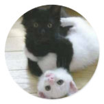 Cute pic of black and white kittens stickers