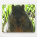 Cute picture of a little squirrel eating a nut mousepads