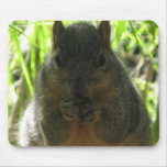 Cute picture of a little squirrel eating a nut mouse mats