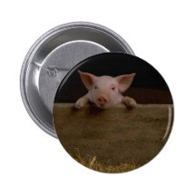 Cute Piglet Buttons