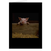 Cute Piglet Card