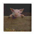 Cute Piglet magnet