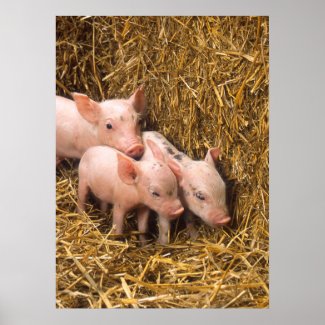 Cute Pigs Poster by potpourri