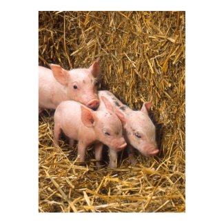 Cute Pigs Poster print