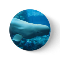 Cute Playful Beluga Whale In Aquarium At Georgia Button
