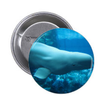 Cute Playful Beluga Whale In Aquarium At Georgia Button