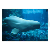 Cute Playful Beluga Whale In Aquarium At Georgia Card
