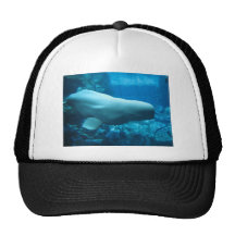 Cute Playful Beluga Whale In Aquarium At Georgia Mesh Hat