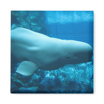 Cute Playful Beluga Whale In Aquarium At Georgia Magnet
