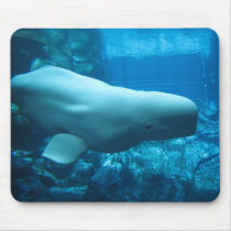 Cute Playful Beluga Whale In Aquarium At Georgia Mousepads