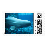 Cute Playful Beluga Whale In Aquarium At Georgia Postage